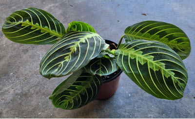 4" Maranta Lemon Prayer Plant